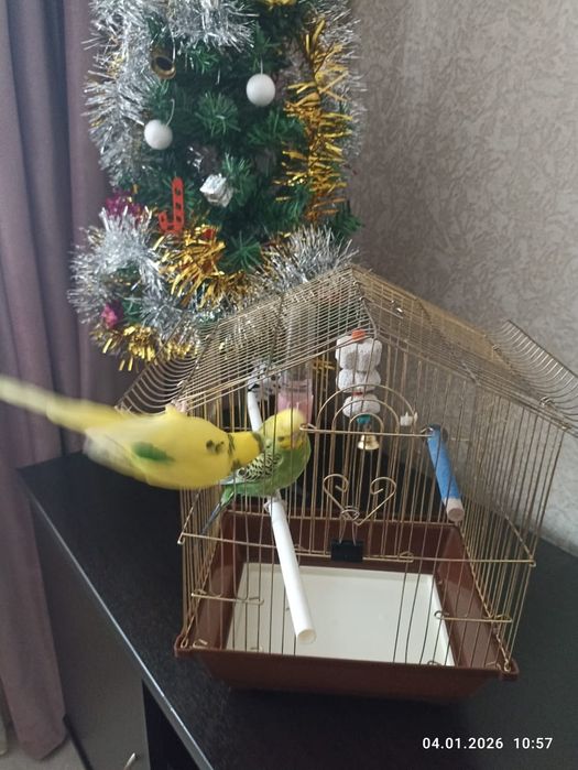 Продам попугайчиков