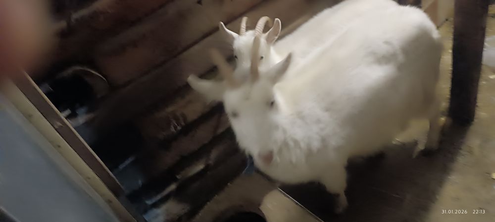 Продам коз  и козлят.