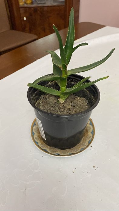 Комнатные кеприхотливые цветы