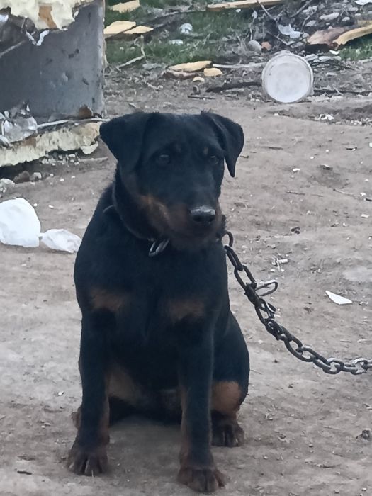 Ягдтерер ургашы сучка