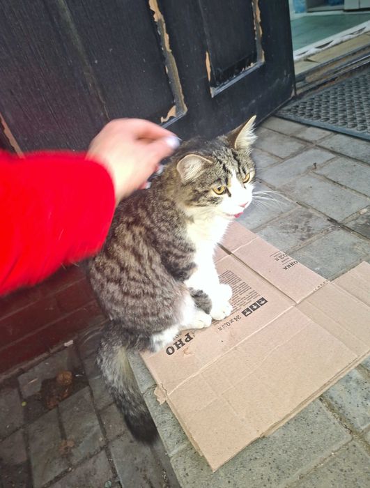 Отдам котенка в добрые руки