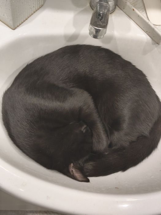 Отдам котенка 6 месяцев