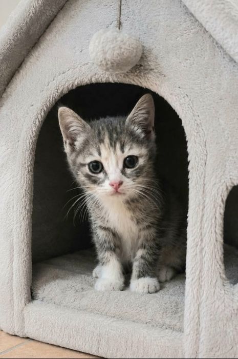 Красивые котята девочки бесплатно!