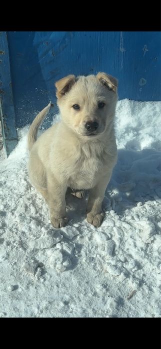 Отдам 2 щенят (мальчики) звоночки