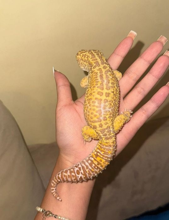 Эублефар Морфа Rainwater Albino