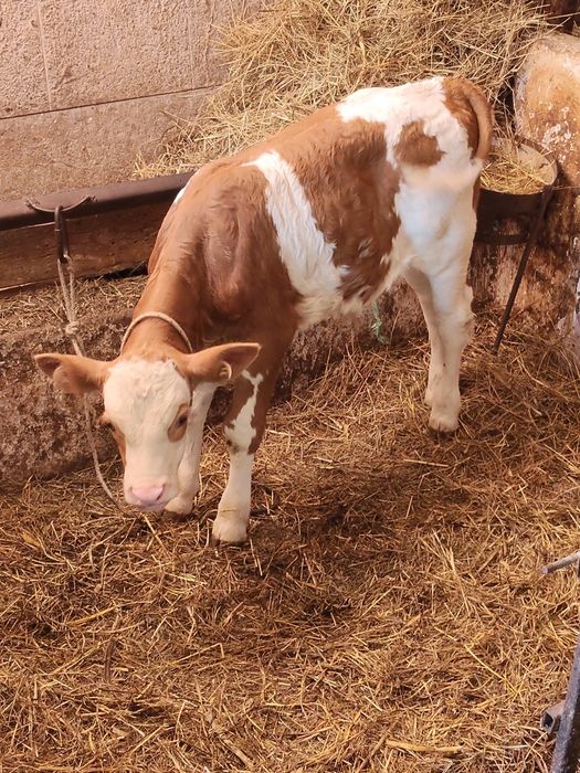 Vând vaca.  De 8 ani cu sau fara vițel.
