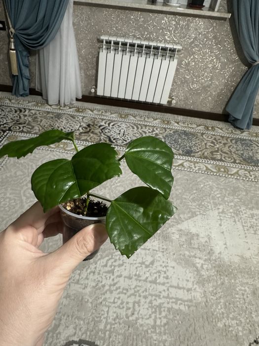 Комнатные цветы разных видов