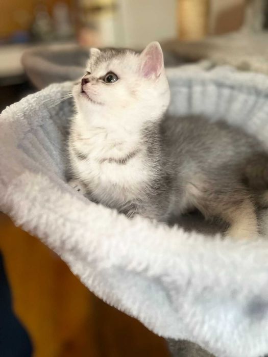 Продавам британски котки