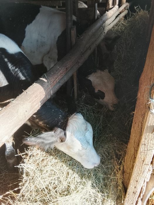 De vânzare viței