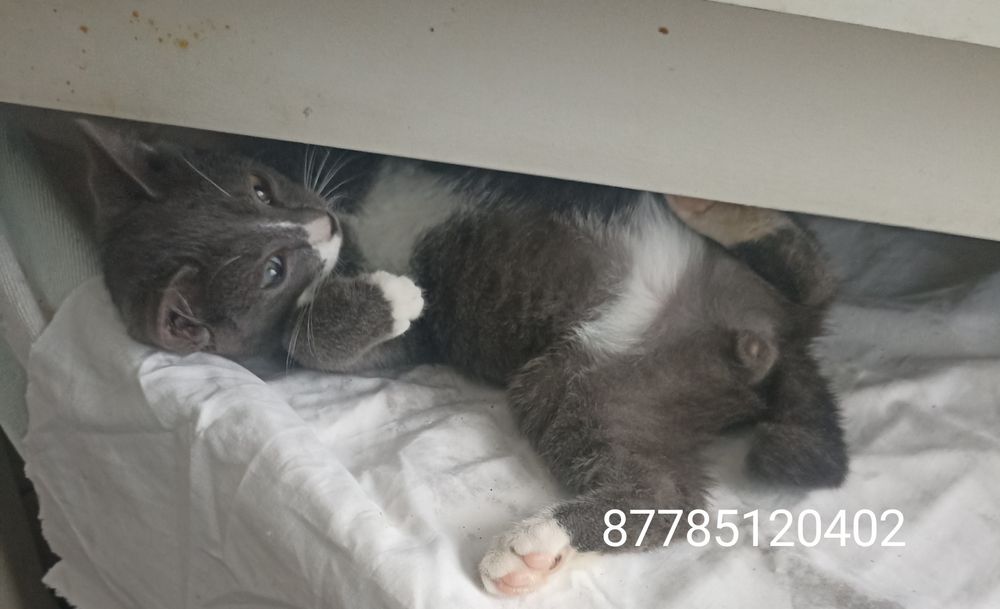 Котик,3,5 мес в добрые руки