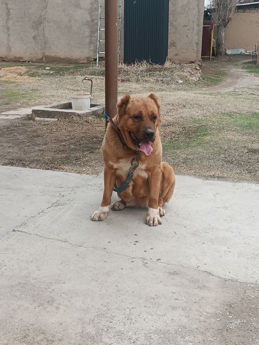 Сатылады ургашы ит