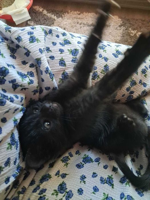 БЕБЕ коте за осиновяване