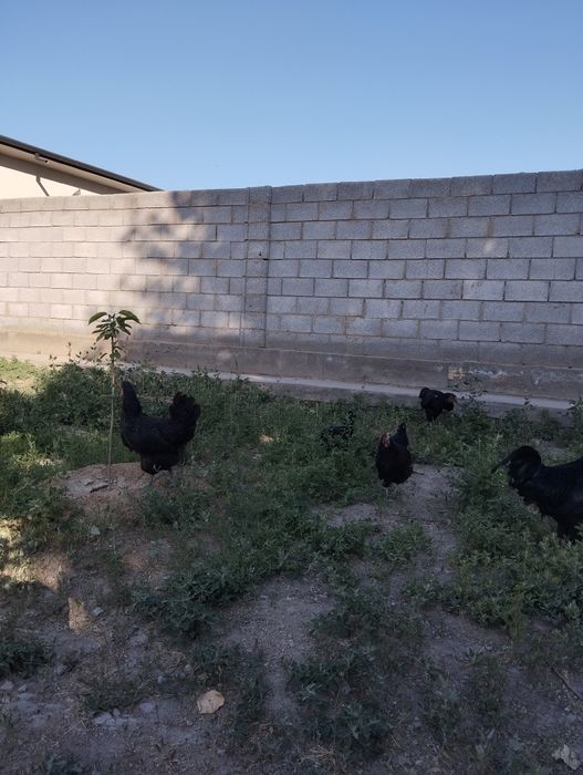 Qora tovuqlar sotiladi