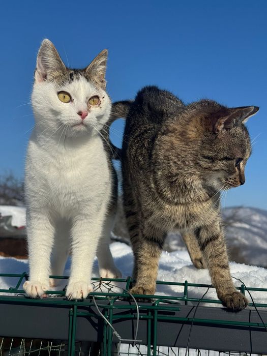 Pui pisica 4 luni spre adopție