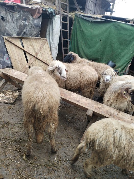 Vând 7 oi și un berbec
