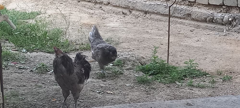 Тухум сотилади АМЕРИКАНО парода