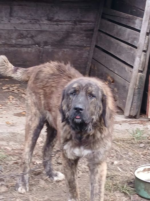 Câine ciobănesc de oi