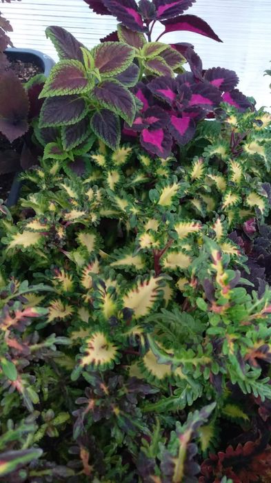 Продам колеусы разные