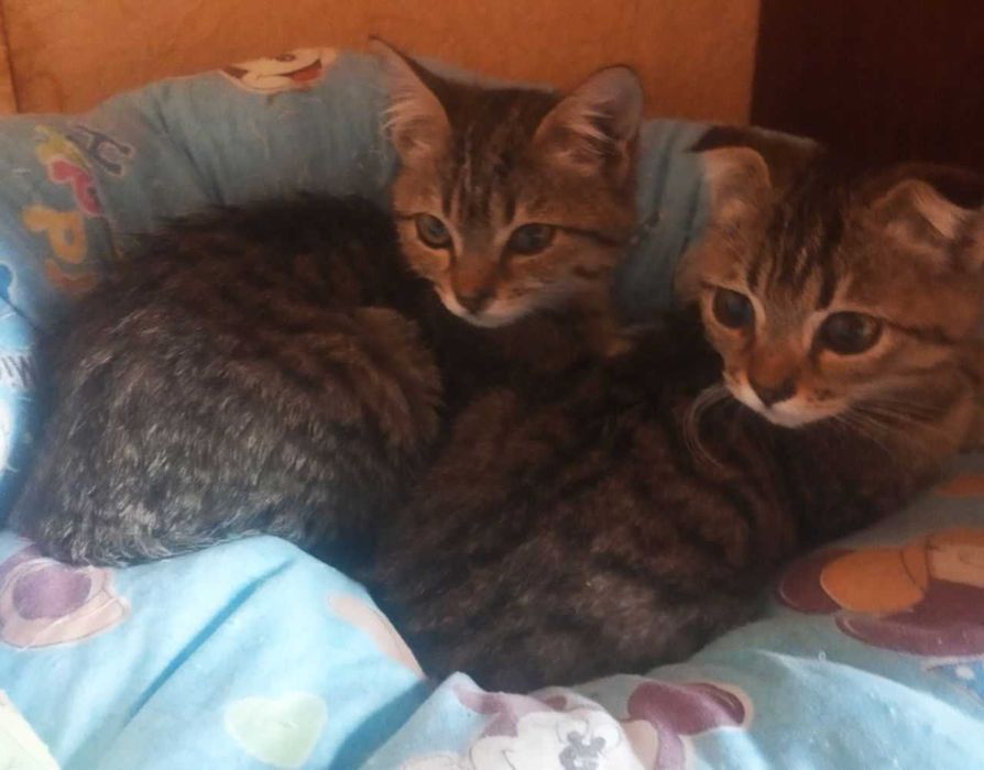 Котята страйт и фолд, смотрите фото!