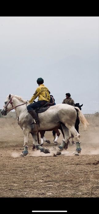 Көкпар айғыры “жылқы, лошадь, жеребец”