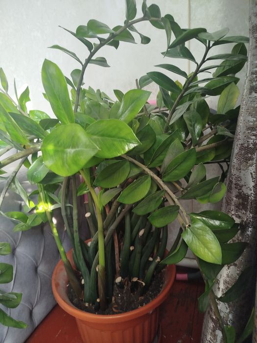 Продам замиокулькас