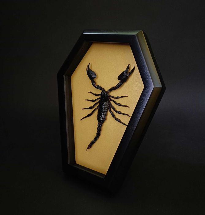Подарък за зодия Скорпион, Препариран истински скорпион в рамка