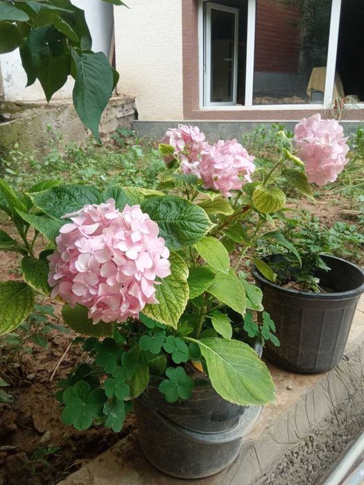 Гортензия белая Анабель,  розовая