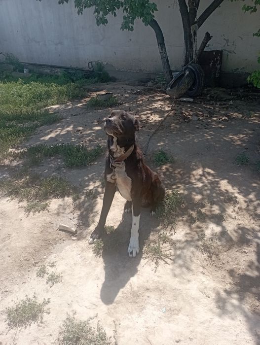 САО Бойка будущий чем.