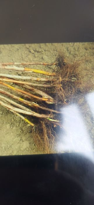 Продам саженцы малины полька