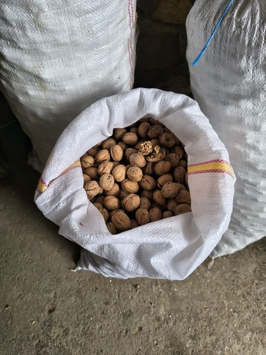 Nuci de vânzare f bune