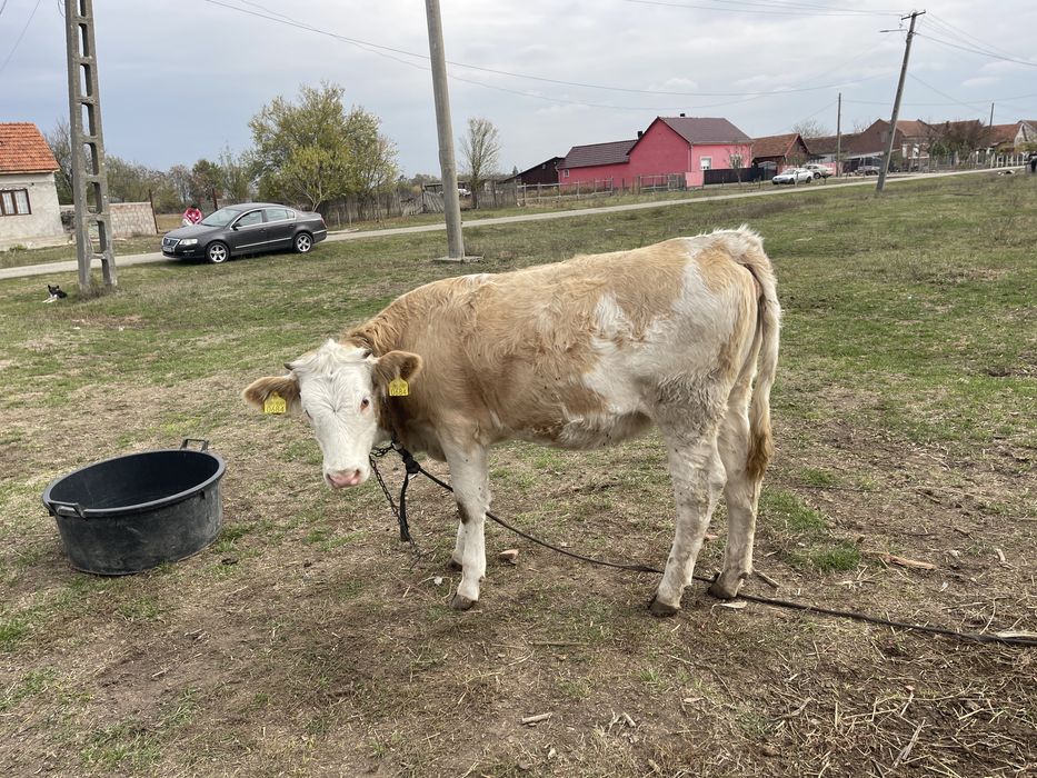 Animale de vanzare