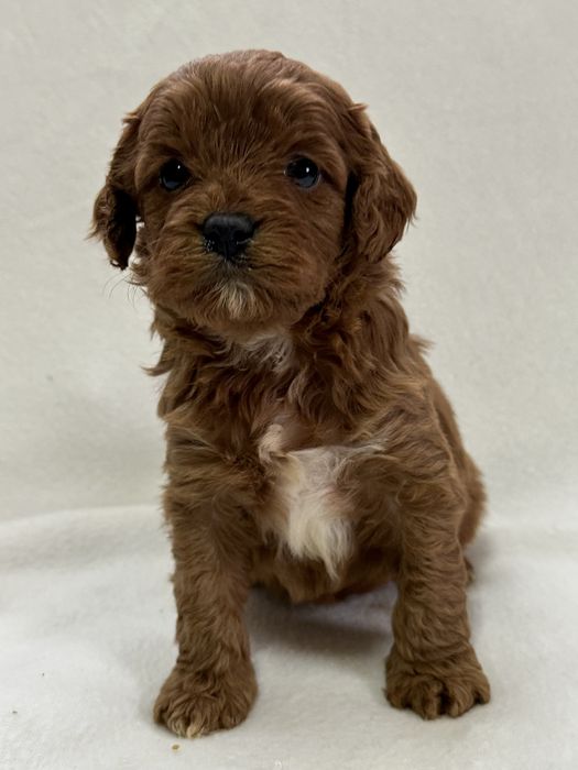 Băiețel cavapoo red