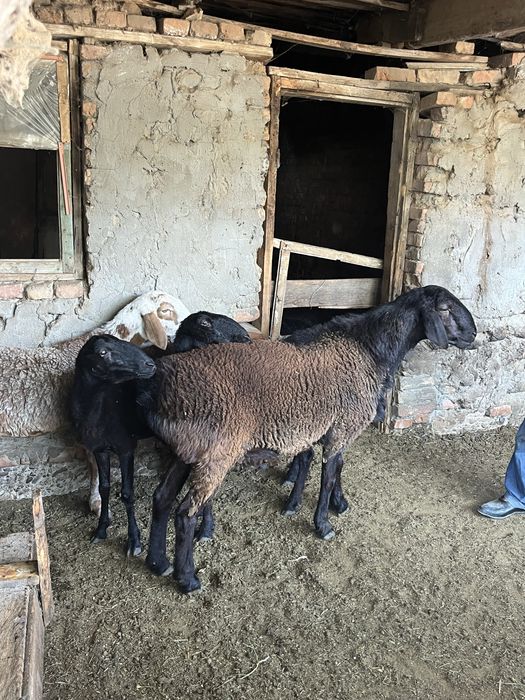 Семіз кошкар баран