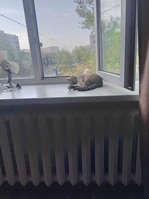 Отдам кошку срочно в добрые руки