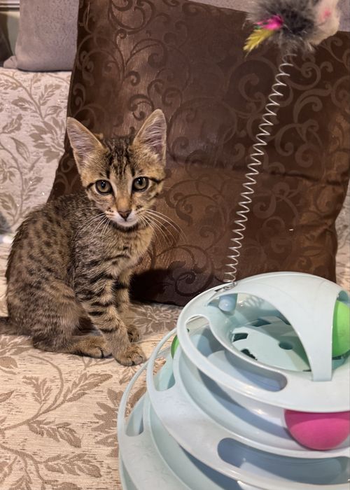 Срочно пристраивается котенок.