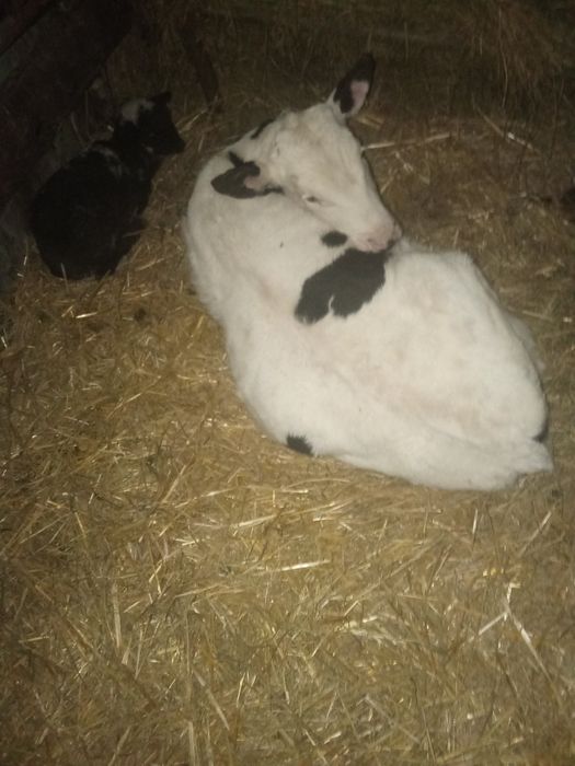 Vând vițel de trei luni