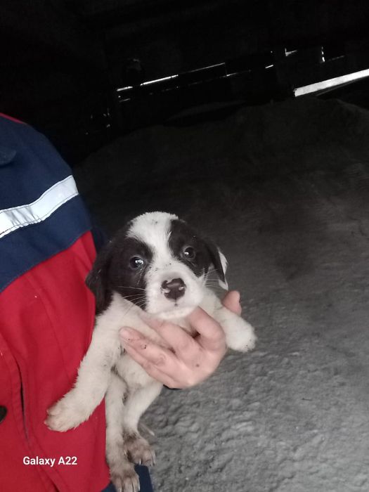 Отдам щенков в хорошие руки