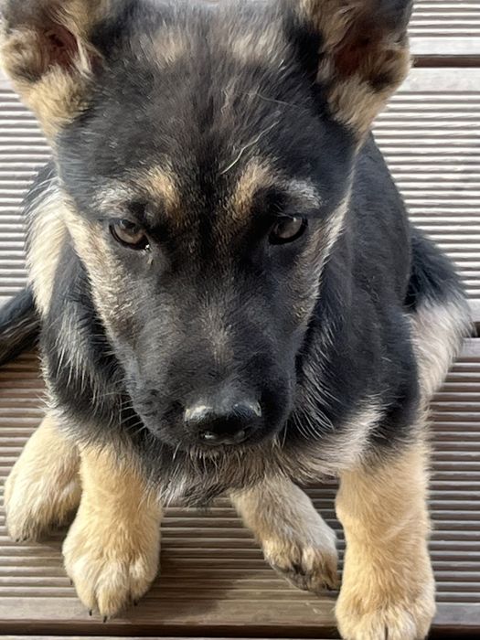 Отдадим щенков в хорошие руки