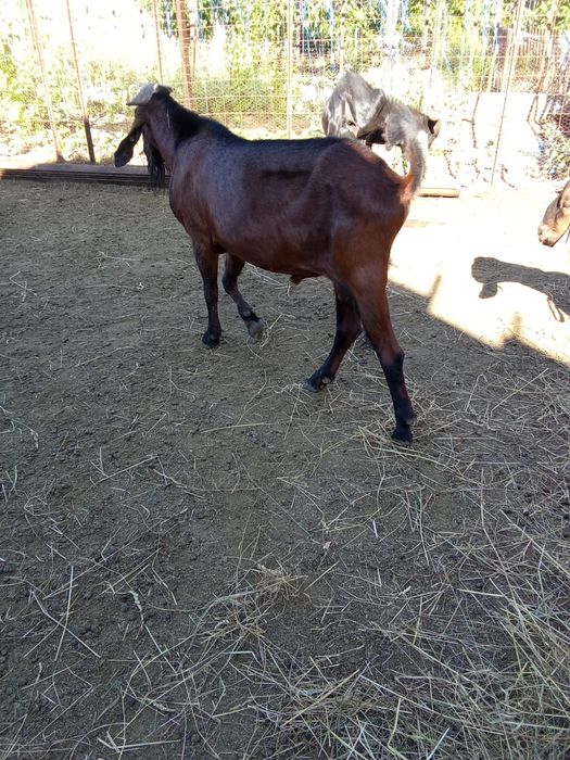 Vând 12 capre anglo nubiene