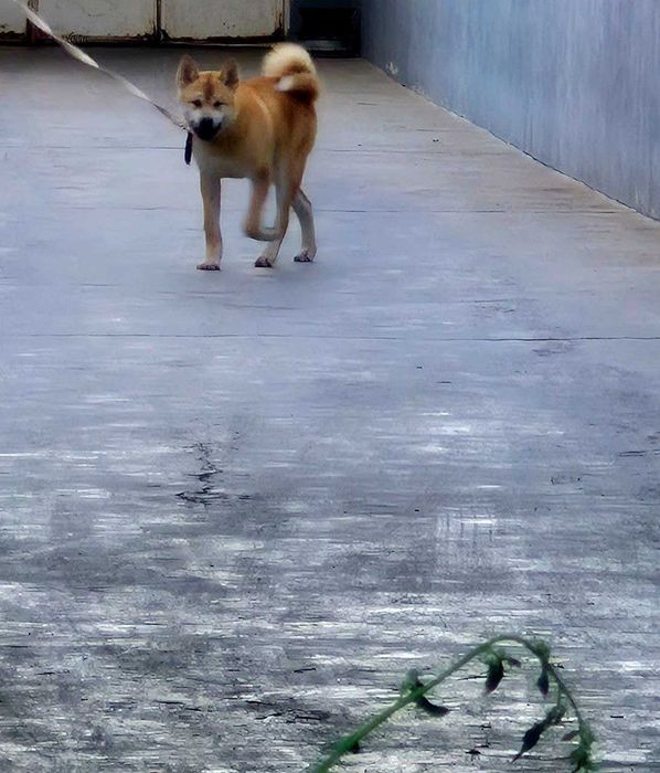 Собака Акита Ину