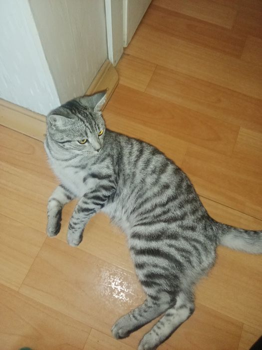 Продаю кошечку скотишстрай