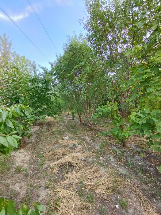 Mevazor CHEK sotiladi 8 sotik