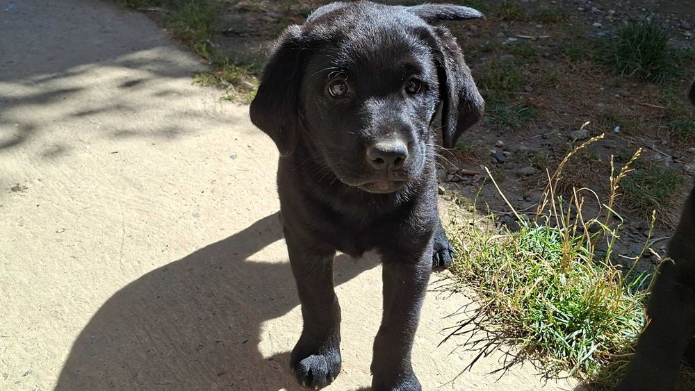 Cățelușe labrador își caută stăpânul
