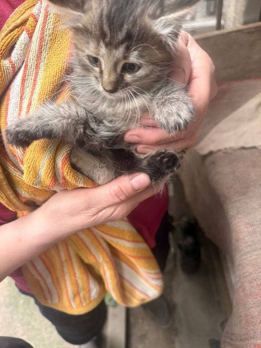 Срочно отдам котят в добрые руки