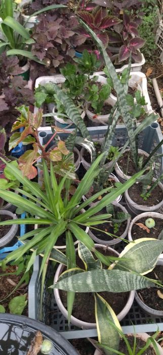 Продам недорого комнатные цветы