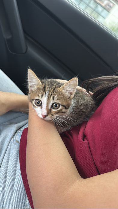 Котенок в добрые руки