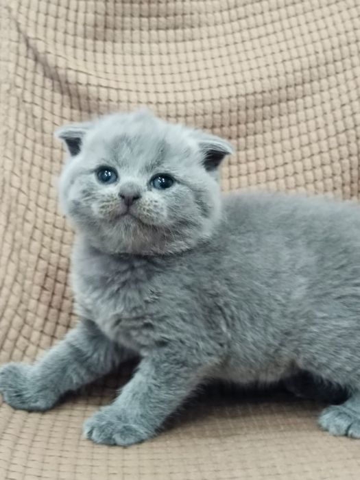 Продам шотландского мальчика