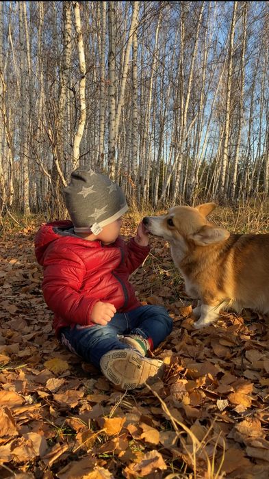 Малыши Вельш Корги Пемброк