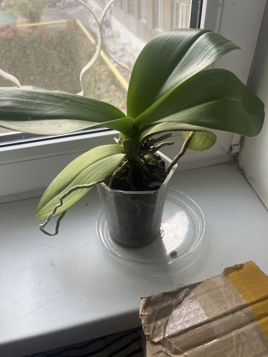 Орхидея. Из дома.