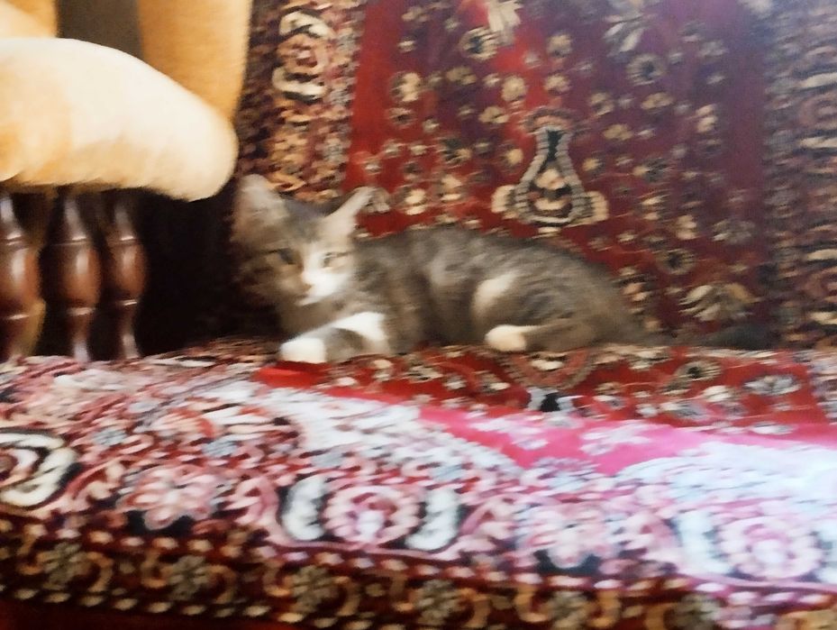 Кошечка тигрового окраса в добрые руки